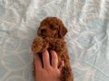 Toy Poodle Dişi Yavrularımız 