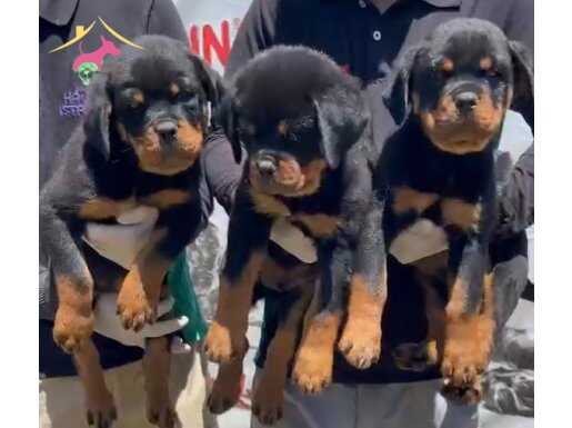 Secereli ve MicroÇipli Safkan Rottweilr Yavrular