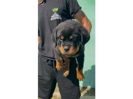 Efsane Rottweiler Yavruları Soy Kütük Belğeli
