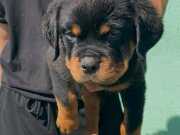 Efsane Rottweiler Yavruları Soy Kütük Belğeli