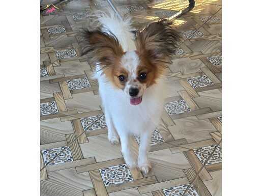 Papillon Yavrular Secereli