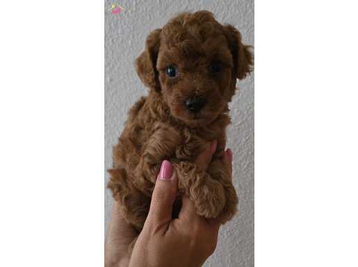 Poodle Yavrular