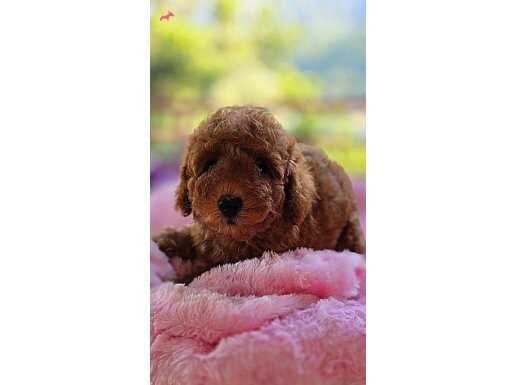 Harıka toypoodle yavrular