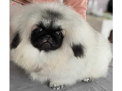 A sınıf ımperıal pekinez