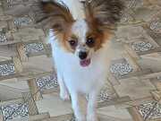 Papillon Yavrular Secereli
