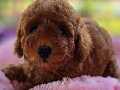 Harıka toypoodle yavrular