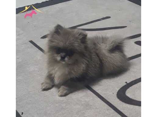 Nadir Renk Blue Merle Pomeranian 