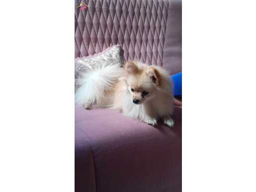 2 Yaşında Dişi Pomeranian