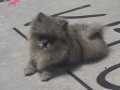 Nadir Renk Blue Merle Pomeranian 