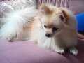 2 Yaşında Dişi Pomeranian
