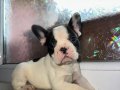 FRENCH BULLDOG GÜZELLİKLER YENİ YUVASINI ARIYOR