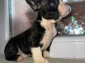 FRENCH BULLDOG GÜZELLİKLER YENİ YUVASINI ARIYOR