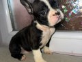 FRENCH BULLDOG GÜZELLİKLER YENİ YUVASINI ARIYOR