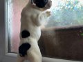 FRENCH BULLDOG GÜZELLİKLER YENİ YUVASINI ARIYOR