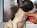 FRENCH BULLDOG GÜZELLİKLER YENİ YUVASINI ARIYOR
