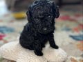 Safkan toy poodle güzel kız