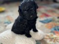 Safkan toy poodle güzel kız