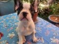 Safkan French Bulldog bebekler