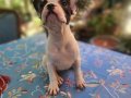 Safkan French Bulldog bebekler