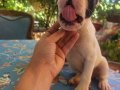 Safkan French Bulldog bebekler