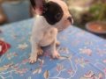 Safkan French Bulldog bebekler