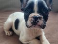 Safkan French Bulldog bebekler