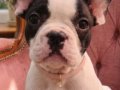 Safkan French Bulldog bebekler