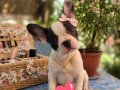 Safkan French Bulldog bebekler