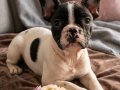 Safkan French Bulldog bebekler