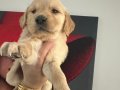 Golden retriever yavru 2 aylık dişi