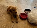 Golden retriever yavru 2 aylık dişi