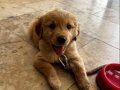 Golden retriever yavru 2 aylık dişi