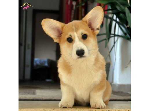 WELSH CORGY PEMBROKE  FCİ secereli erkek yavrular!!!