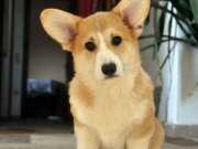 WELSH CORGY PEMBROKE  FCİ secereli erkek yavrular!!!