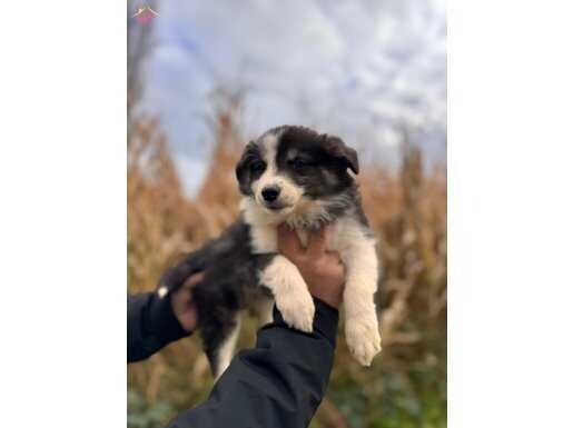 Dünyanın en Zeki ırkı Border Collie yavrularımız 