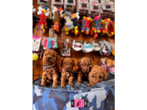 En zeki apartman köpeği scrli toy poodle 