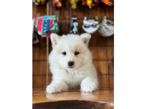 Ayı yavrusu samoyed a kalite ırk 