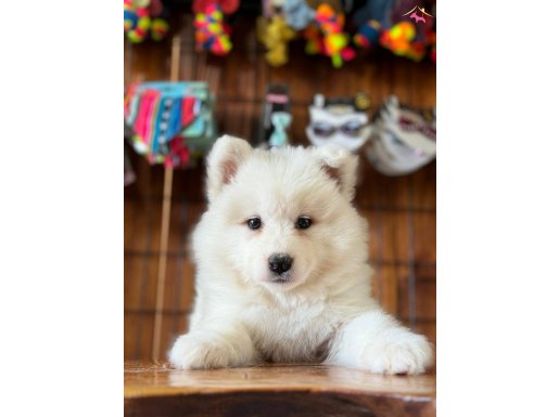 Tr 1.adayi babamızdan muhteşem ayı yavrusu samoyed 