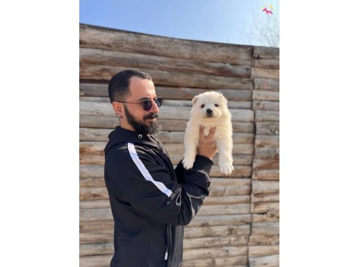 Türkiye 1.adayı babamızdan muhteşem yavrular