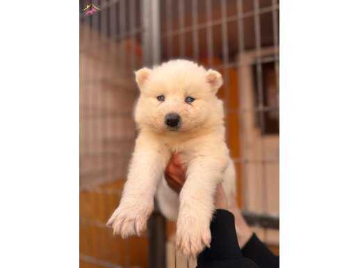 Türkiye 1. Adayı ödüllü babadan ayı yavrusu samoyedler
