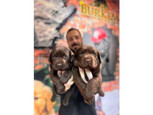 Çikolata labrador retriever yavrularımız a kalite ırk 