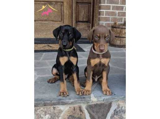 Mükemmel King Doberman a kalite yavrular 