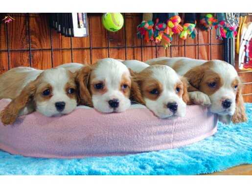 Asil kraliyet ailesi cavalier king Charles 