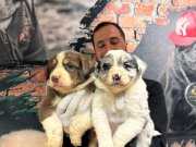 Dünyanın en Zeki ırkı mükemmel kalite Border Collie yavrular