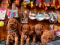 En zeki apartman köpeği scrli toy poodle 