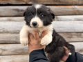 Dünyanın en zeki ırkı Border Collie yavrularımız 