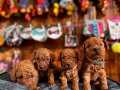 En zeki apartman köpeği scrli eğitimli toy poodle 