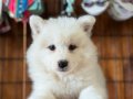 Ayı yavrusu samoyed a kalite ırk 