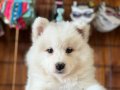 Tr 1.adayi babamızdan muhteşem ayı yavrusu samoyed 