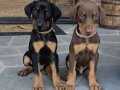Mükemmel King Doberman a kalite yavrular 